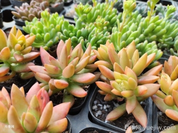 如何才能養(yǎng)好多肉植物？