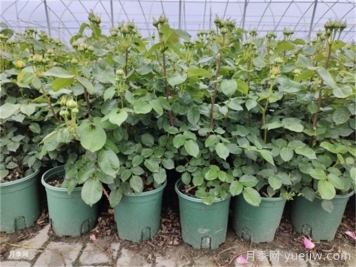 冬天月季的花苞要剪掉嗎？