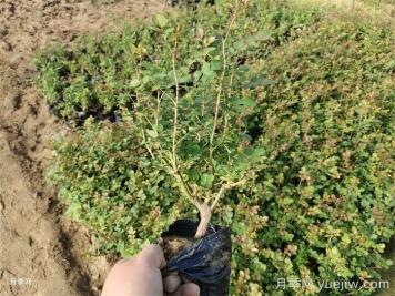春季種植月季苗注意事項(xiàng)