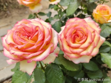 匯總558種常見園林植物，趕快收藏