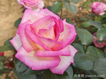鮮切花用鹽水還是糖水