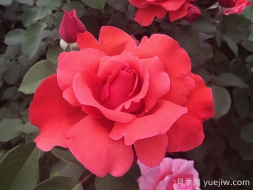 中國(guó)十大名花有哪些？