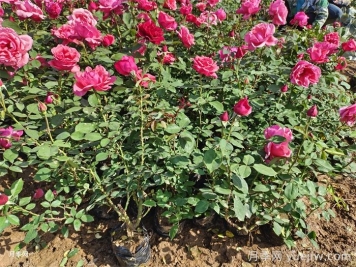 月季花栽種時(shí)間和方法