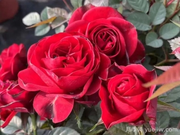 中國紅月季/雅蘇娜月季