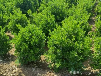 常綠灌木冬季安全過冬的養(yǎng)護技巧有哪些？
