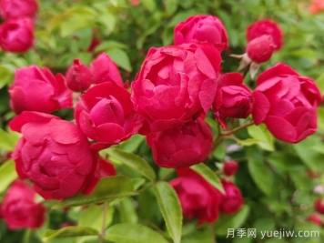 紅木香，是月季還是木香