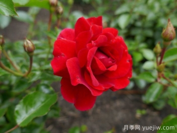 莎莎醬月季/薩爾薩舞曲月季
