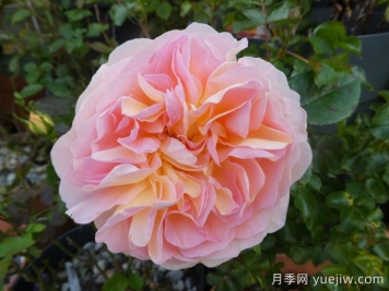 阿梅麗諾冬月季/愛(ài)蜜莉諾冬