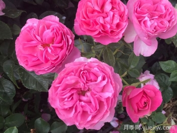 盛裝打扮月季/精心裝扮