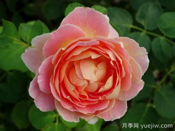 樂在陽光月季/嬉晴/陽光下的樂趣