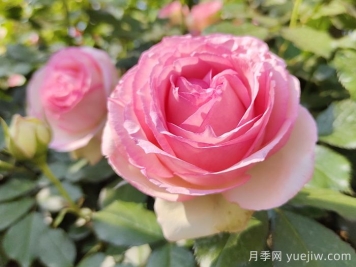 粉龍月季/粉色龍沙寶石月季
