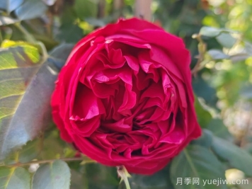 紅龍月季/紅色龍沙寶石月季