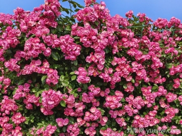 用2米高的藤本月季打造月季花墻
