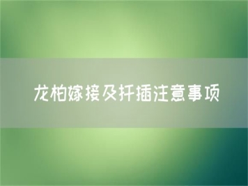 龍柏嫁接及扦插注意事項(xiàng)