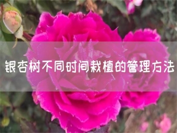 銀杏樹不同時間栽植的管理方法