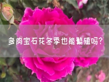 多肉寶石花冬季也能繁殖嗎？