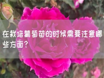 在栽培葡萄苗的時(shí)候需要注意哪些方面？