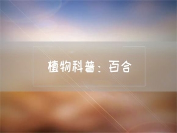 植物科普：百合
