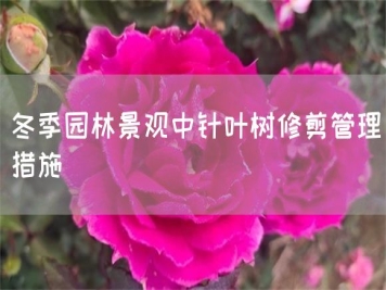冬季園林景觀中針葉樹修剪管理措施