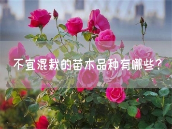 不宜混栽的苗木品種有哪些？