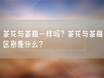 茶花與茶梅一樣嗎？茶花與茶梅區(qū)別是什么？