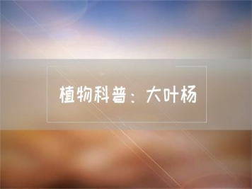 植物科普：大葉楊