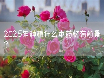 2025年種植什么中藥材有前景？