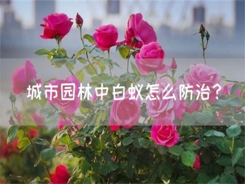 城市園林中白蟻怎么防治？