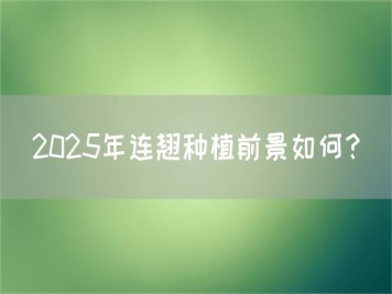 2025年連翹種植前景如何？