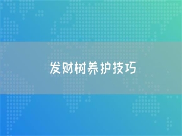 發(fā)財(cái)樹養(yǎng)護(hù)技巧