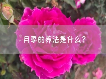 月季的養(yǎng)法是什么？
