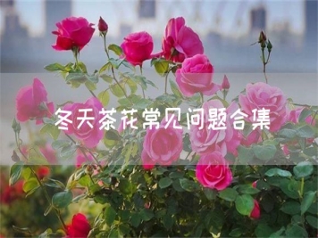 冬天茶花常見問題合集