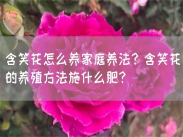 含笑花怎么養(yǎng)家庭養(yǎng)法？含笑花的養(yǎng)殖方法施什么肥？