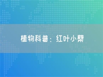 植物科普：紅葉小檗