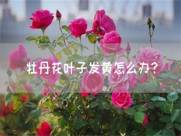 牡丹花葉子發(fā)黃怎么辦？