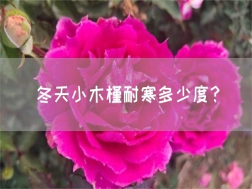 冬天小木槿耐寒多少度？