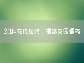 20種花境植物，提高花園逼格