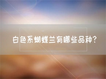 白色系蝴蝶蘭有哪些品種？
