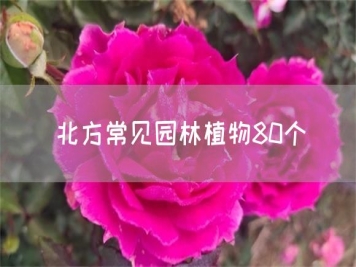 北方常見(jiàn)園林植物80個(gè)