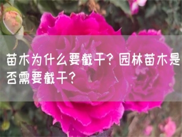 苗木為什么要截干？園林苗木是否需要截干？