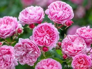 玫瑰花，愛情與時光交織的絢爛詩篇