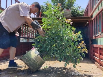 多年叢生月季苗/灌叢月季