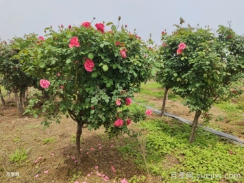 低樁月季/低桿月季