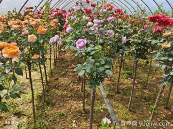 多色歐月樹(shù)狀月季/薔薇桿棒棒糖月季