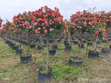 高分支樹狀月季/高樁月季