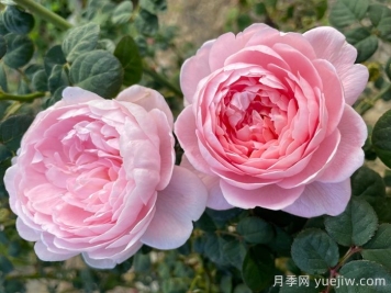 瑞典女王月季，集所有優(yōu)點于一身