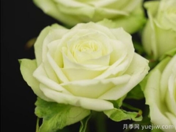薄荷茶月季