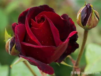 黑美人月季(戴爾巴德)