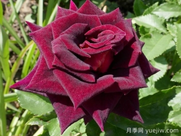 黑美人月季(科德斯)