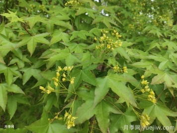 五角槭、茶條槭、梣葉槭、銀白槭、紅花槭的介紹